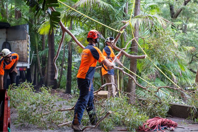 Tree Removal Specialist In Sydney